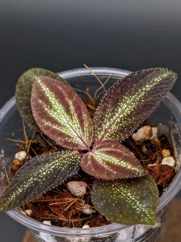 Sonerila sp Starry Sky Terrarium Plant Bare Root Grower's Choice - Iridescent Blue Hue for Humidity & Light Conditions