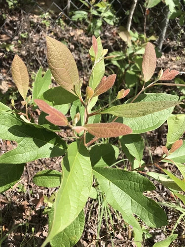 Sassafras Tree Cuttings 6-8 inches for Propagation - No Roots - Sweet Smell - Perfect for Tea (Sassafras albidum)