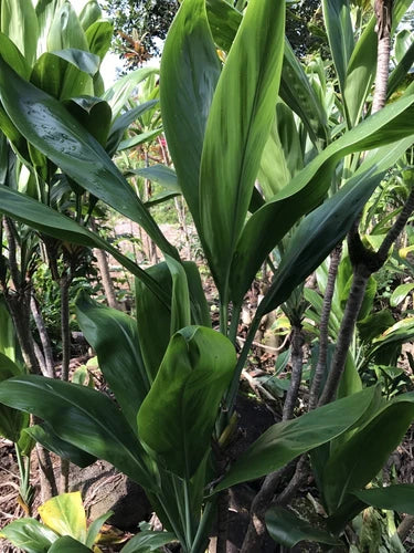 Hawaiian Green Ti Leaf Cuttings 6-inch Starter Logs x6 - Fresh Cuttings from Big Island, Cordyline fruticosa