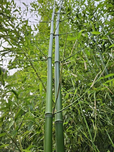 Madake Bamboo Rhizomes 1–12 Pack, Fast-Growing Japanese Timber Bamboo, Phyllostachys bambusoides, Bare-Root Plants
