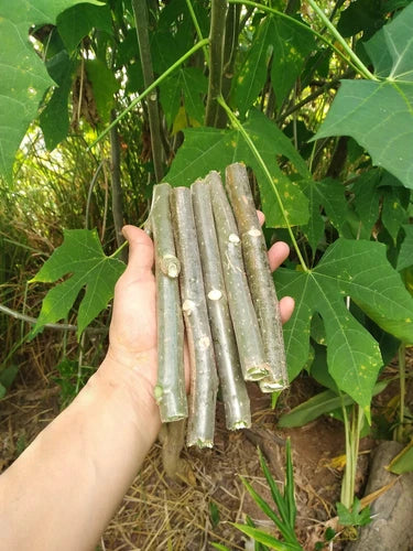 Chaya Cuttings - 7 Inch Maya Spinach Tree - Easy to Grow - Perfect for Indoors/Outdoors - Free Shipping!