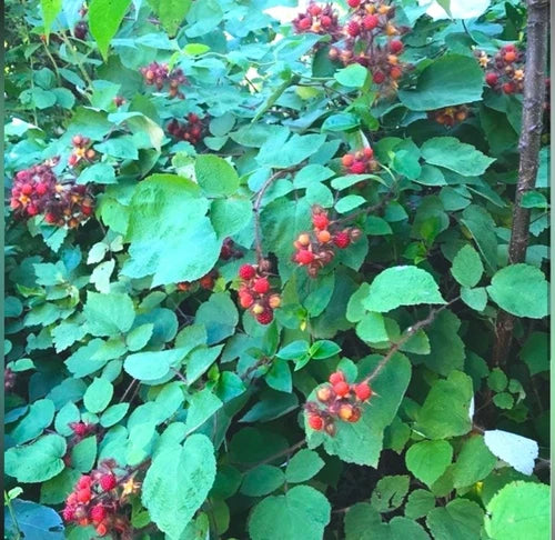 Japanese Wineberry Bush Live Plants - 2 Bare Root Organic Fruiting Plants - Rubus phoenicolasius - Edible Berries for Garden