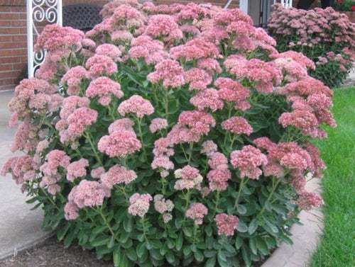 Sedum Cutting | 4 Inch | 'Autumn Joy' | Hylotelephium telephium | Easy Hardy Butterfly Plant | Stonecrop for Gardens