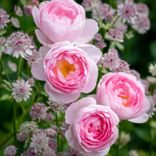 David Austin Scepter'd Isle Rose Cuttings 5-8" Long - Light Pink English Shrub Rose, Strong Myrrh Fragrance, 3 Stems