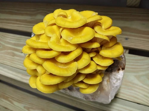 Golden Oyster Mushroom Liquid Culture 10ml - Pleurotus citrinopileatus, Easy Grow Edible Fungi for Indoor/Outdoor Cultivation