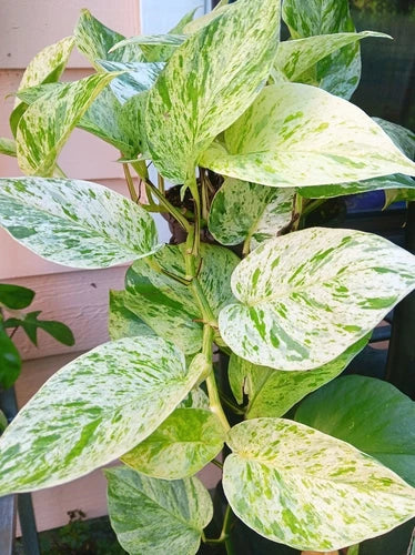 Snow Marble Queen Pothos Cuttings - 3 Fresh Cuttings, Epipremnum aureum, Perfect for Water Propagation