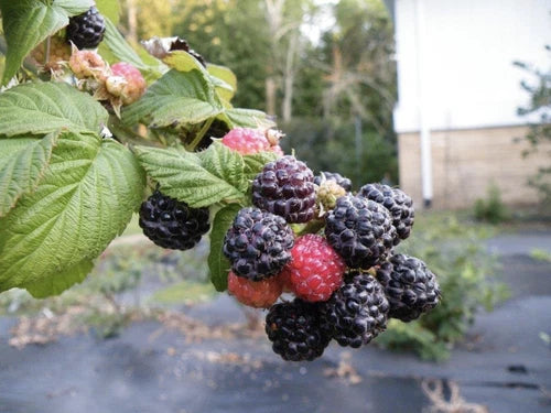 Everbearing Ohio Treasure Black Raspberry Plant - Live Rooted Starter, Self-Pollinating, Medium-Large Berries, No Pesticides