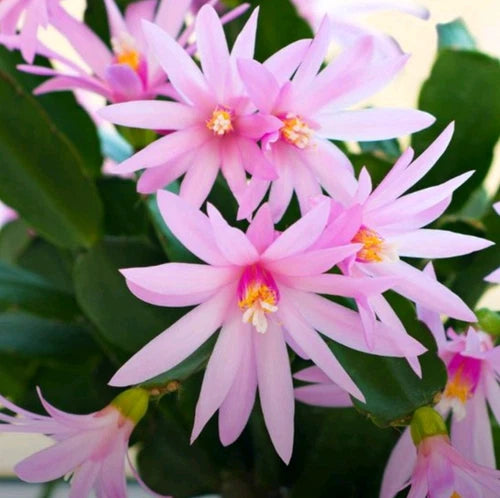 Pink Easter Cactus Cuttings - 3 Fresh Unrooted Cuttings (2 Segments Each) - Schlumbergera Truncata