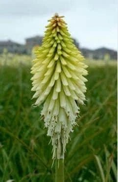 ICE QUEEN Kniphofia Bare Root Starter Plant - Red Hot Poker Perennial - Hardy in Zones 5-9 - US Seller