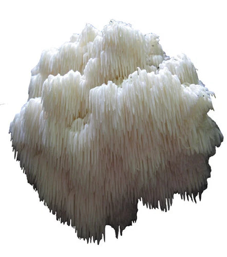 Bears Head Tooth Mushroom Liquid Culture Syringe 10cc - Hericium Americanum - Fast Growth, Clean, Edible Mycelium
