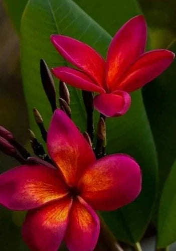 Red Root Plumeria Plant in 3 Inch Pot - Plumeria rubra - Rooted, Drop Leaves in Winter, Ships Mondays & Saturdays
