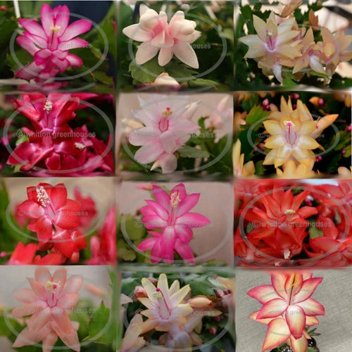 Thanksgiving/Christmas Cactus Cuttings Assortment - 12 Unique Varieties - Schlumbergera - Colorful Holiday Plants