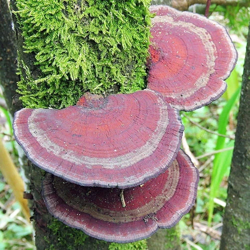 Blushing Bracket Liquid Culture Syringe 12cc Daedaleopsis confragosa - Unique Mushroom Cultivation for Crafts & Dyes