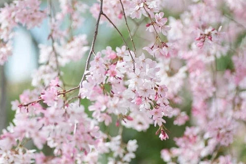 12 Unrooted Cuttings of Japanese Flowering Cherry Tree - Prunus serrulata 'Cultivar' - Fresh and Ready for Rooting