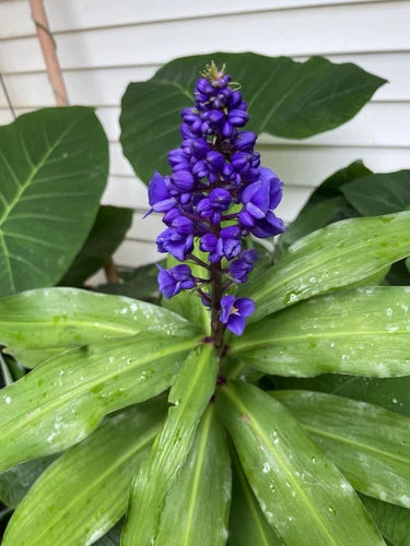 Hawaii Grown Blue Ginger Cutting Stock - 1 Single Plant - Dichorisandra thyrsiflora - Organic Tropical Decor