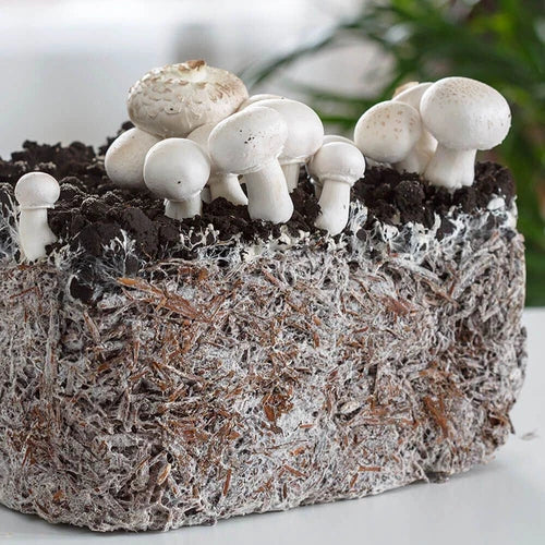 White Button Mushroom Liquid Culture - Agaricus bisporus - Easy Home Cultivation for Gourmet Cooking