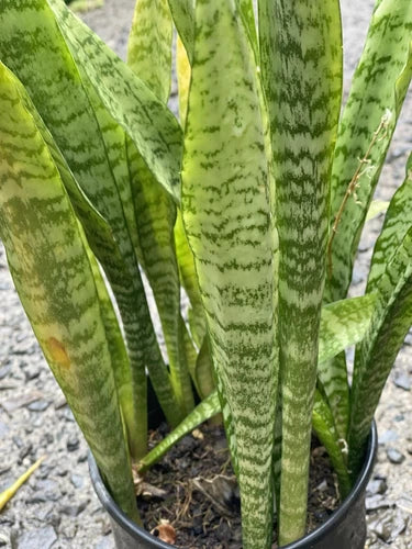 Sansevieria Cuttings Set of 3 Organic Snake Plant Leaf Cuttings - Hawaii Grown - Manoa Valley, Oahu