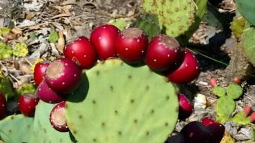 Live Prickly Pear Cactus Cutting - Engelmannii - 6-10 inches - Easy Grow Succulent for Home Garden - Fresh & Healthy