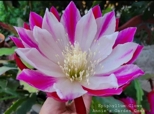 Epiphyllum Cuttings - 8 to 10 Inches - Clown Hybrid - Phyllis Flechsig - Colorful Blooms - Unrooted Fresh Cuttings