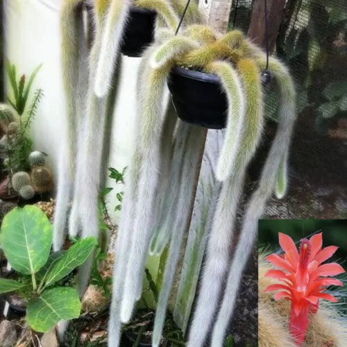 Monkey Tail Cactus Cutting 4 Inch Hildewintera colademononis Succulent Plant for Indoor Gardening and Home Decor