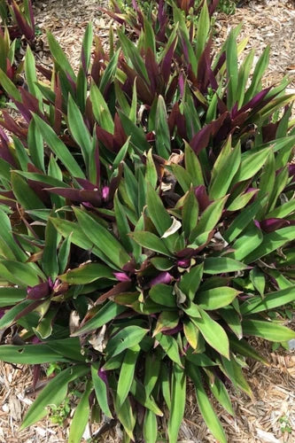 Oyster Plant - Moses in the Cradle - 3 Rooted Plants - Tradescantia Spathacea - Variegated Foliage - Air Purifying Houseplant