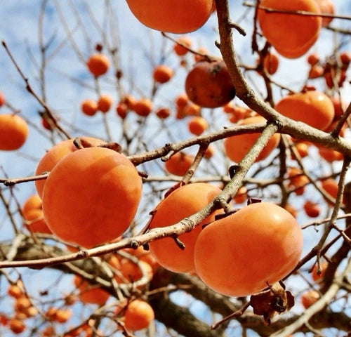 Persimmon Tree Cuttings - 6-Inch Grafting/Rooting Cuttings - Diospyros Kaki - Fresh, Easy Care for Home Gardening