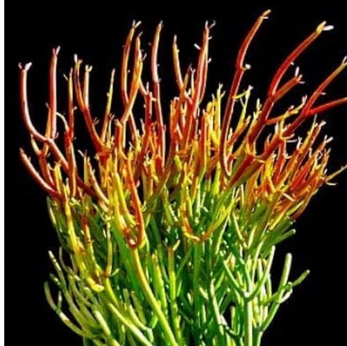 Euphorbia Fire Stick Cactus Cuttings 15 Pack 5” Organic Easy Grow Planting Succulent Propagation