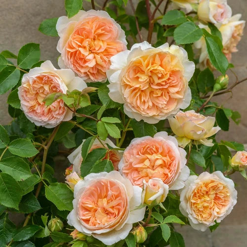 David Austin BATHSHEBA Live Rose Cuttings 5-8" Long, Apricot-Pink Climbing Rose, English Rose (Rosa)