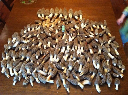 Morel Mushroom Spores Kit - Jumbo Size Sawdust Grow Mix - Morchella Variety - 400-440g for Home Garden Cultivation