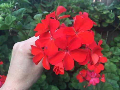 Fresh Live Pelargonium Zonal Geranium Cuttings 5-Pack, Vivid Orange-Red, Healthy Starter Plant Cuttings