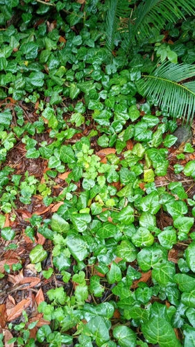English Ivy Live Bare Root Plants 1 lb 50+ Segments Helix Hedera Fast Growing Climbing Trailing Ground Cover