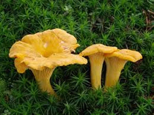 Chanterelle Mushroom Spores Grow Kit - 40g Sawdust Bag, True Chanterelle Spores (Cantharellus cibarius) for Home Garden