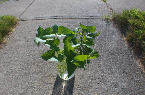 Rooted Okinawan Sweet Potato Cuttings 6" Long - Purple Inside, White Skin - Ipomoea batatas, Summer 2025 Garden