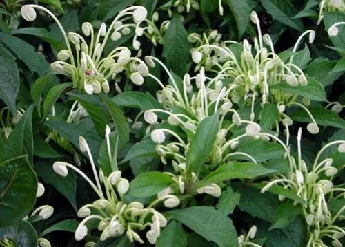 Clerodendrum incisum Starter Plant - Small Well Rooted Rare Musical Notes Variety - Fast Growing Houseplant
