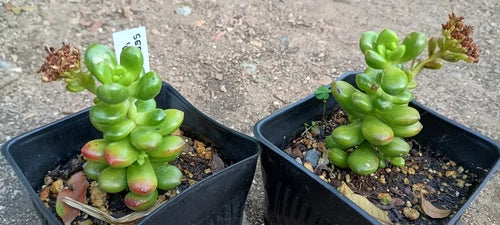 Sedum Lucidum Obesum 'JellyBean' Live Succulent Plant - 4" Rooted Flowering Rosette - Drought Resistant Succulent