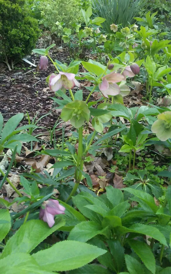 10 LENTEN ROSE Flower Plants Pink Mauve Mixed Color Perennials HELLEBORES