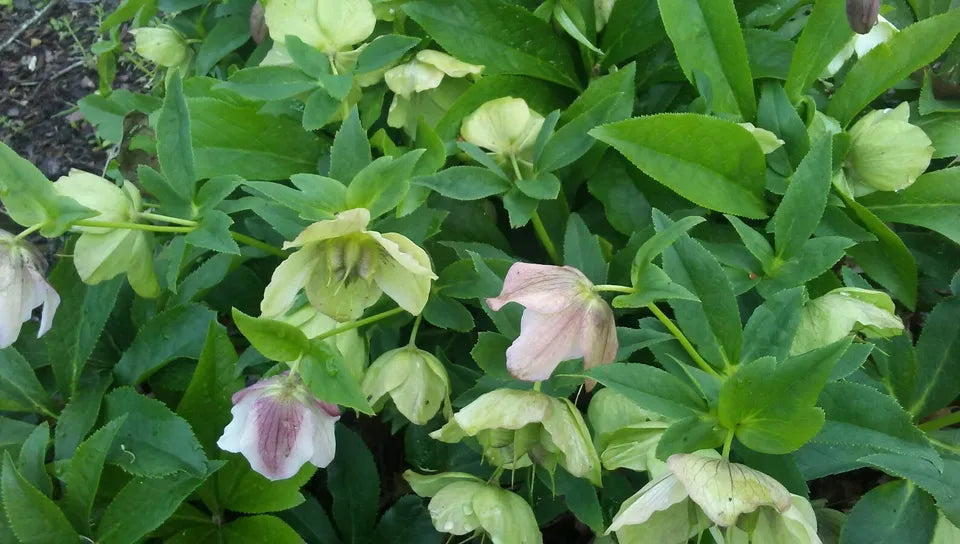 10 LENTEN ROSE Flower Plants Pink Mauve Mixed Color Perennials HELLEBORES