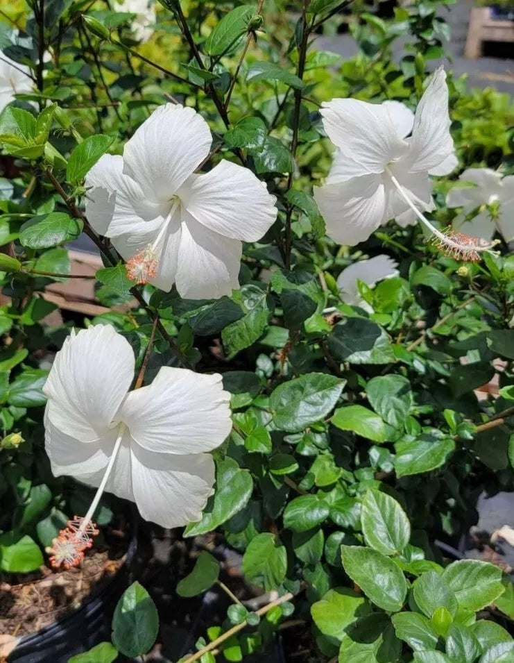 dwarf double white hibiscus potted plant STARTER LIVE PLANT 5 INCHES TALL EXOTIC TROPICAL WHITE HIBISCUS – Sejahtera Seeds and Bulbs