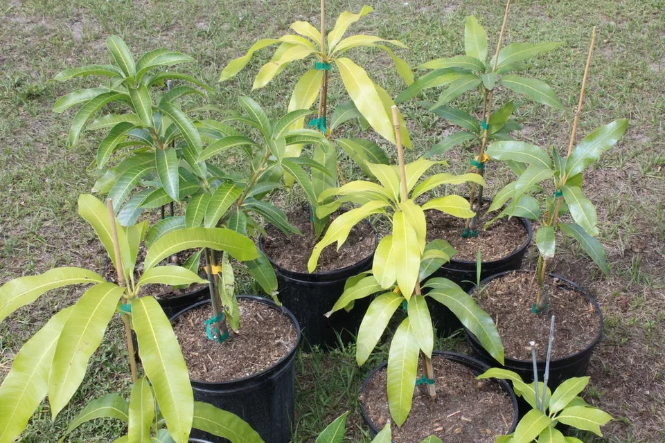 GRAFTED CECILOVE MANGO LIVE FRUIT TREE 3 Gallon