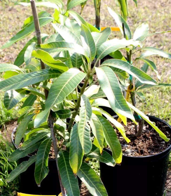 GRAFTED HONEY KISS MANGO TREE FIBERLESS MANGO IN 3 GALLON POT