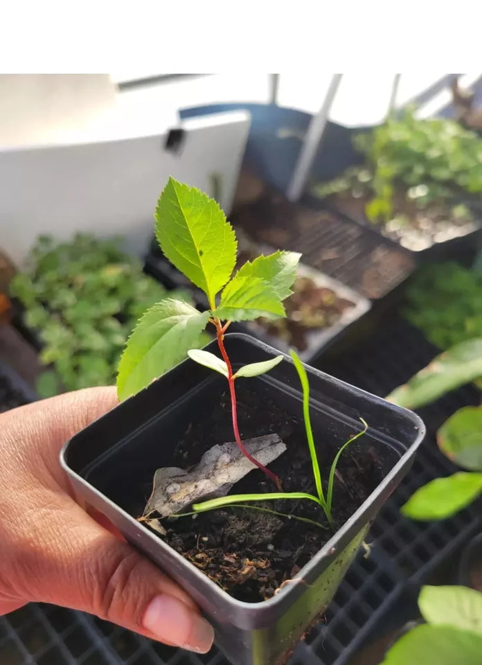 Granny Smith Apple tree, 3 To 6 inches tall From Seeds