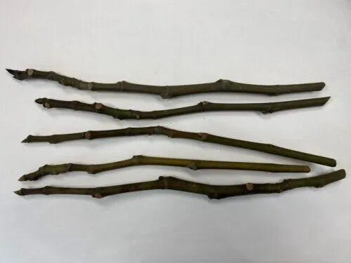 Apple Fruit tree scion wood grafting material "Red Delicious"