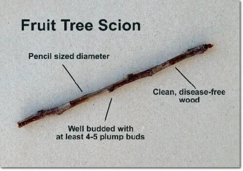 Apple Fruit tree scion wood grafting material "Red Delicious"
