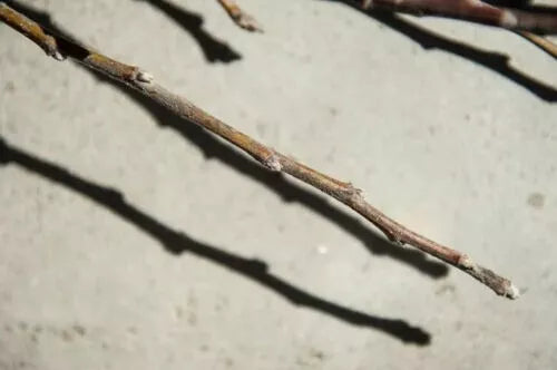 Apple Fruit tree scion wood grafting material "Red Delicious"