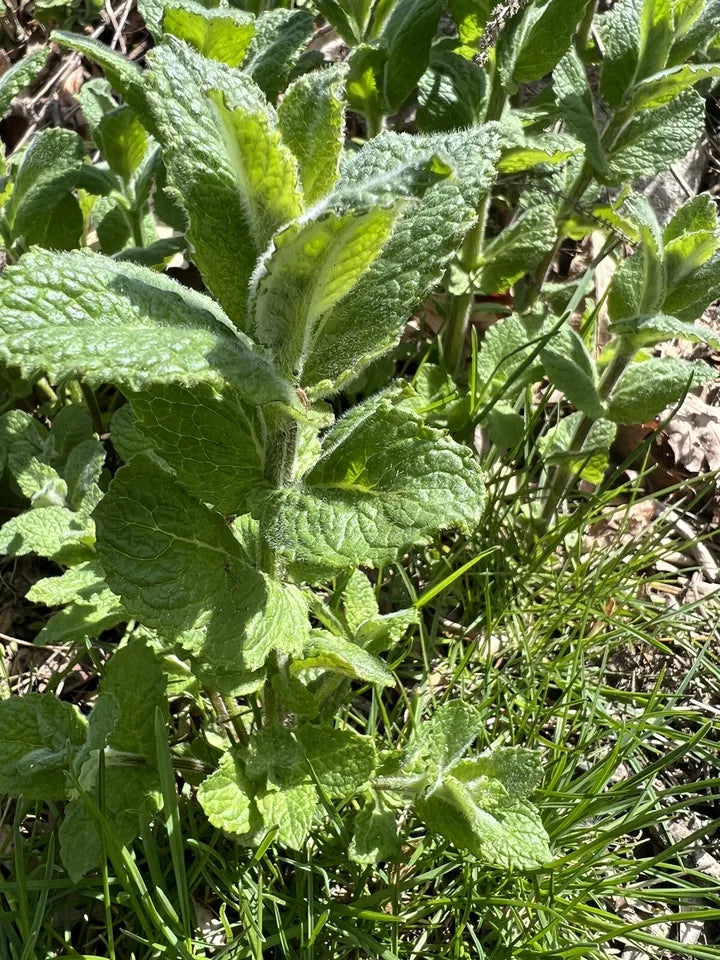 (3) Apple Mint /Mentha suaveolens | Starter Plant Plug | Live Plant | Herbal Tea