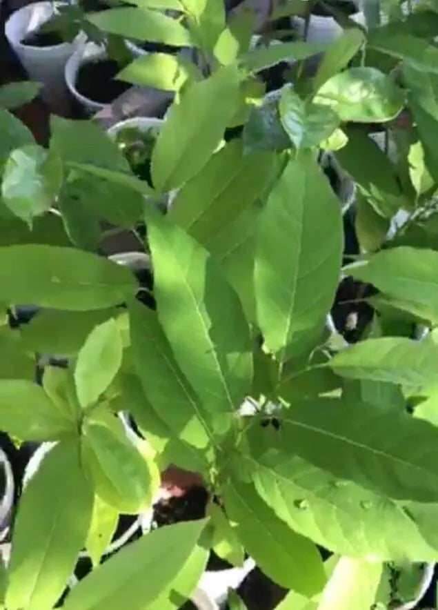 Sugar Apple 5”-9” Live Plant Seedling Tree-Asian Plant Collection / mãng Cầu Na