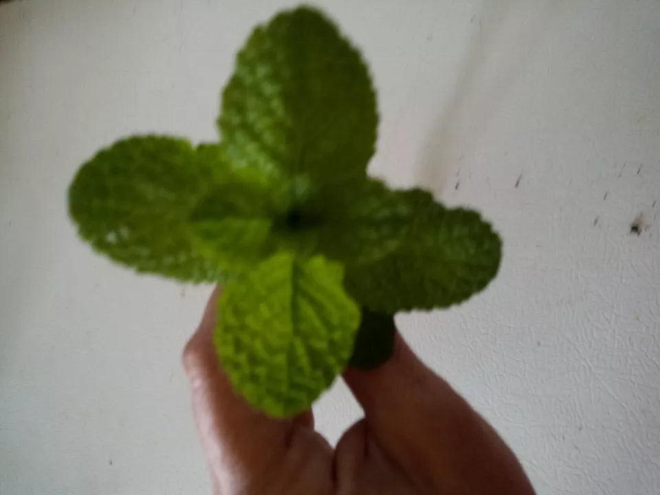 10 Apple Mint/Wooly Mint Plant (Mentha suaveolens) Cuttings