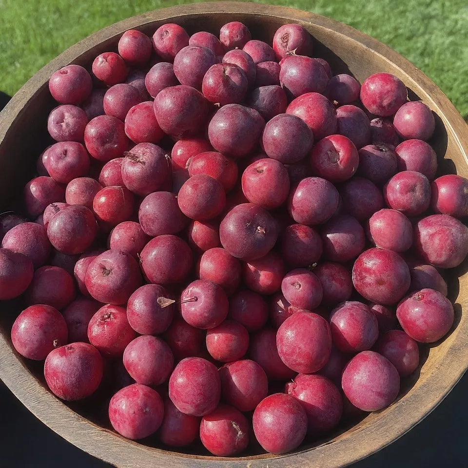 Dolgo crabapple apple tree seedling fruit very hardy edible LIVE PLANT