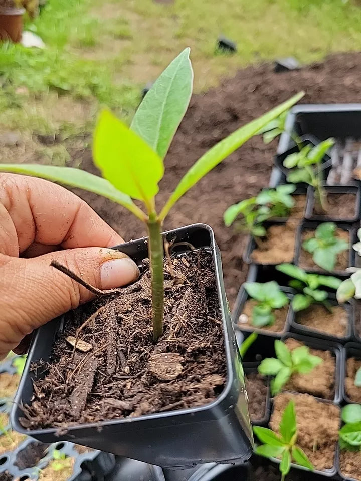 1 RED ROOT PLUMERIA PLANT rooted 3 inch Pot From Seeds