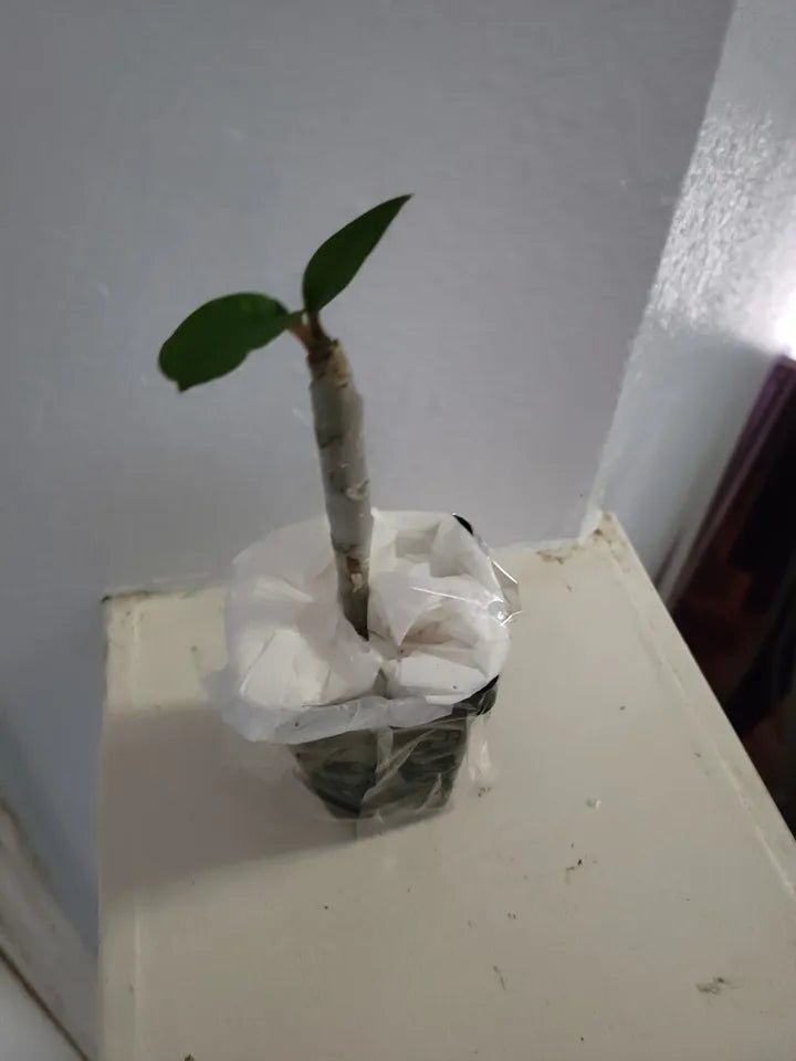 1 RED ROOT live PLUMERIA PLANT rooted in 3 inches pot